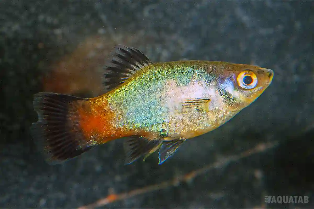 Fotografie druhu Xiphophorus maculatus Rainbow
