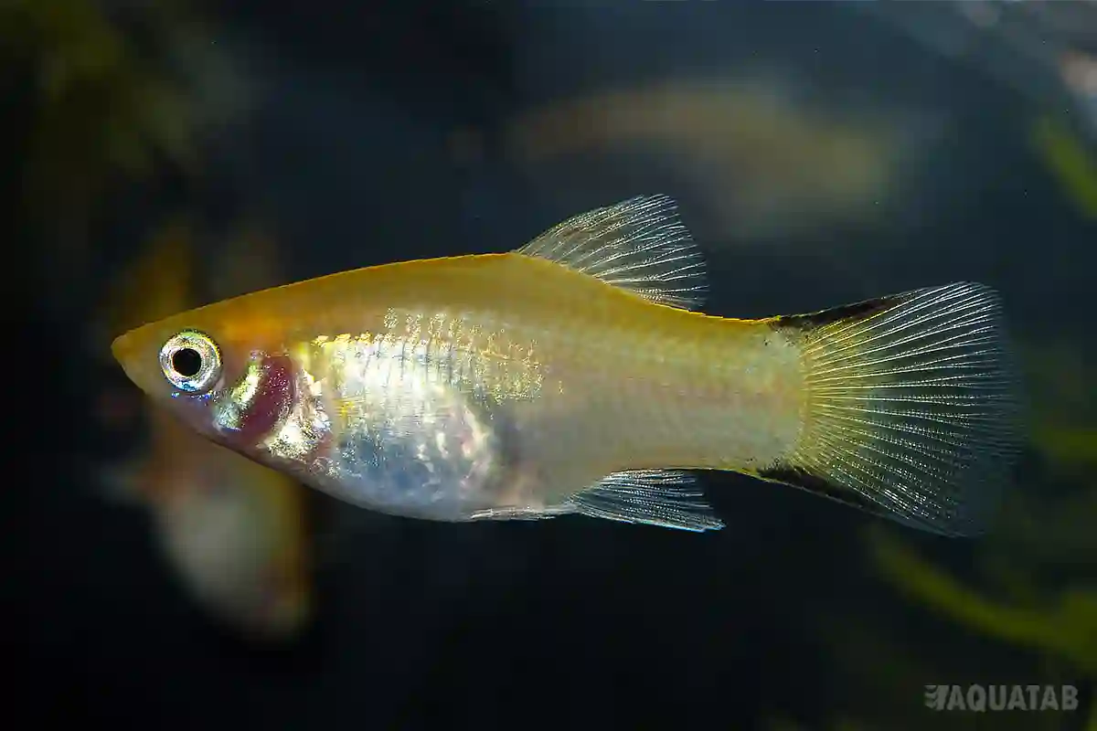 Fotografie druhu Xiphophorus maculatus Yellow Comet