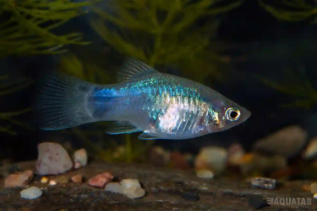 Fotografie druhu Xiphophorus maculatus Blue Mickey Mouse