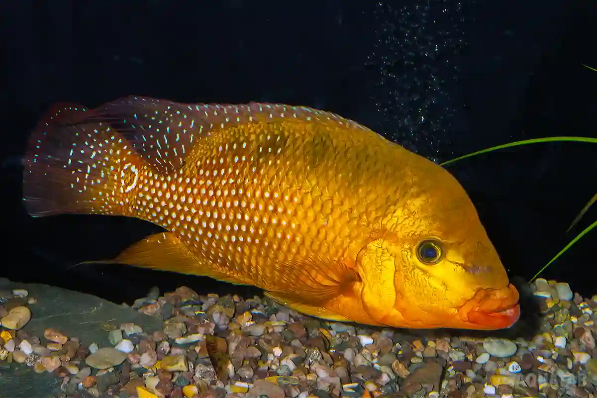 Fotografie druhu Mesoheros festae