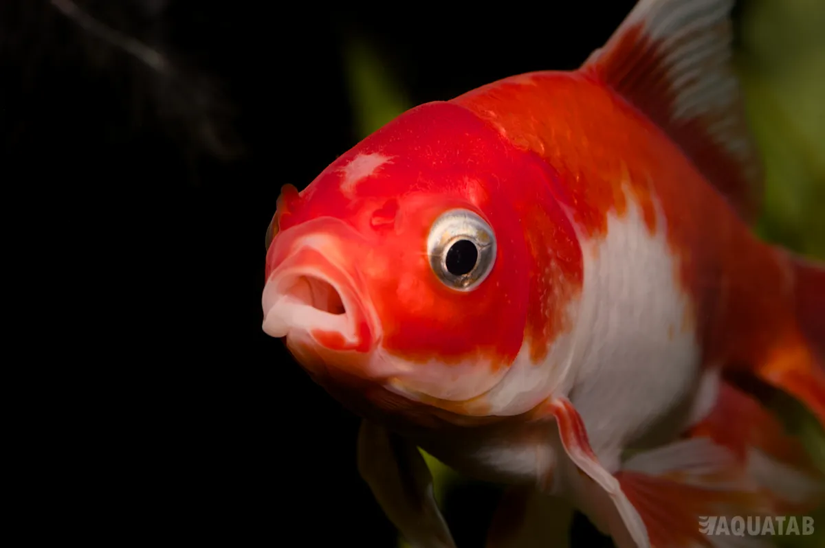 Fotografie druhu Carassius auratus