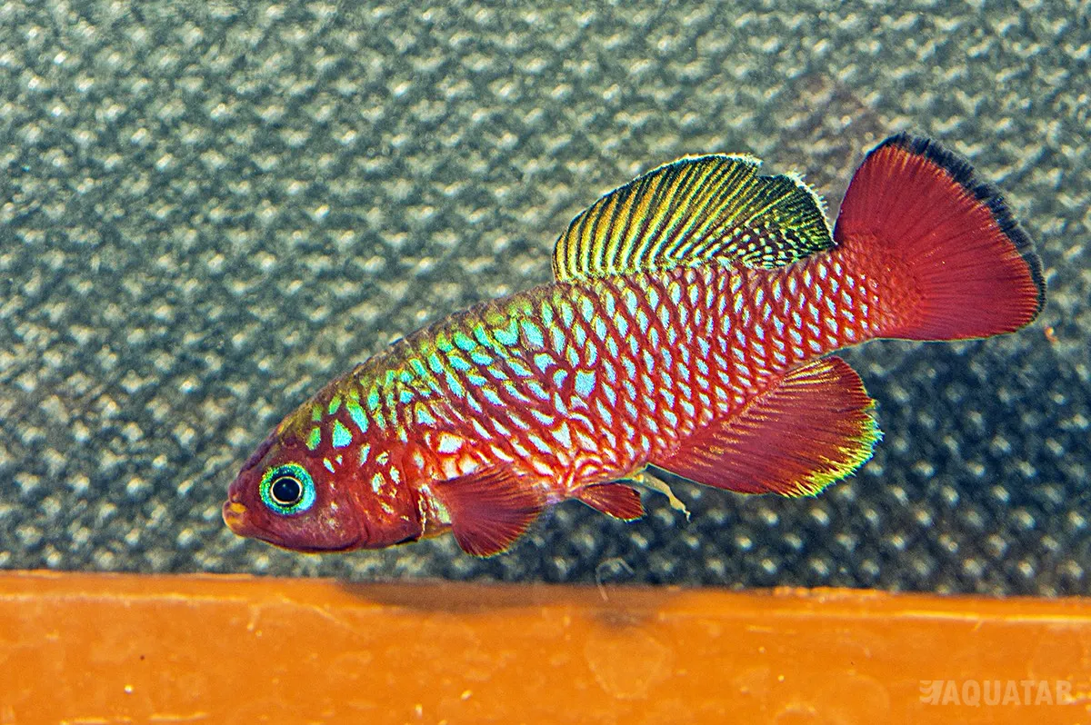 Fotografie druhu Nothobranchius cardinalis Lisinjiri river TAN 1997-27