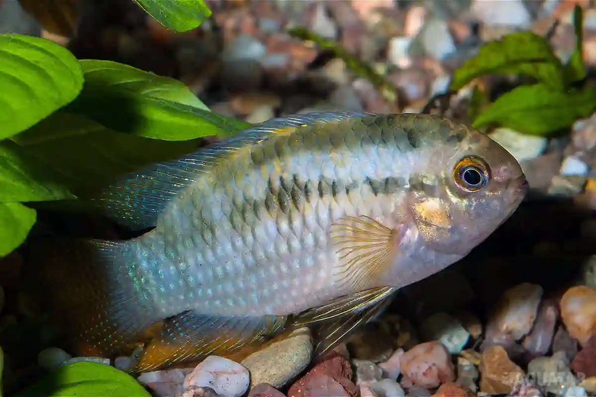Fotografie druhu Laetacara dorsigera