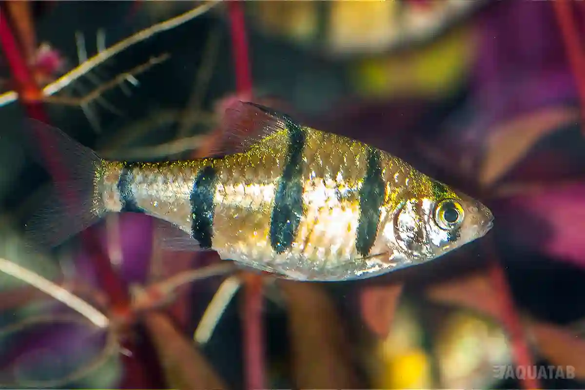 Fotografie druhu Desmopuntius pentazona