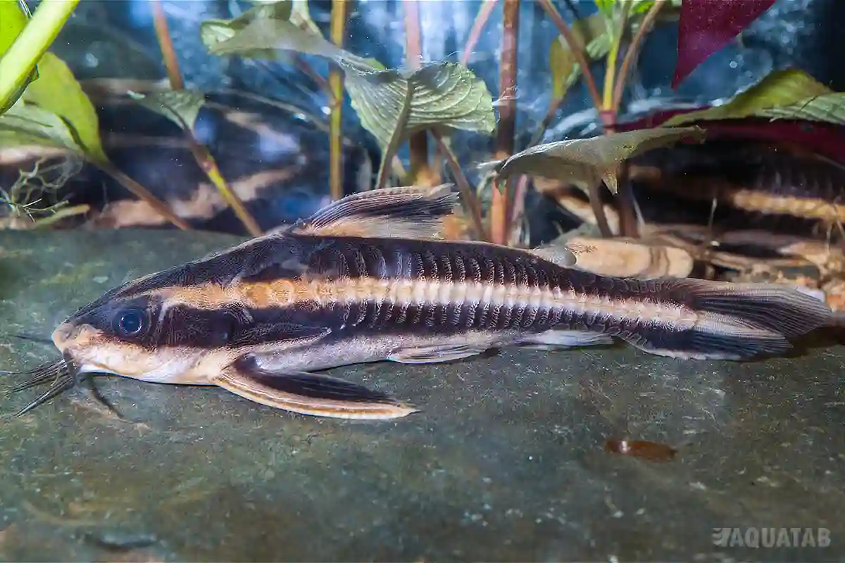 Fotografie druhu Platydoras armatulus