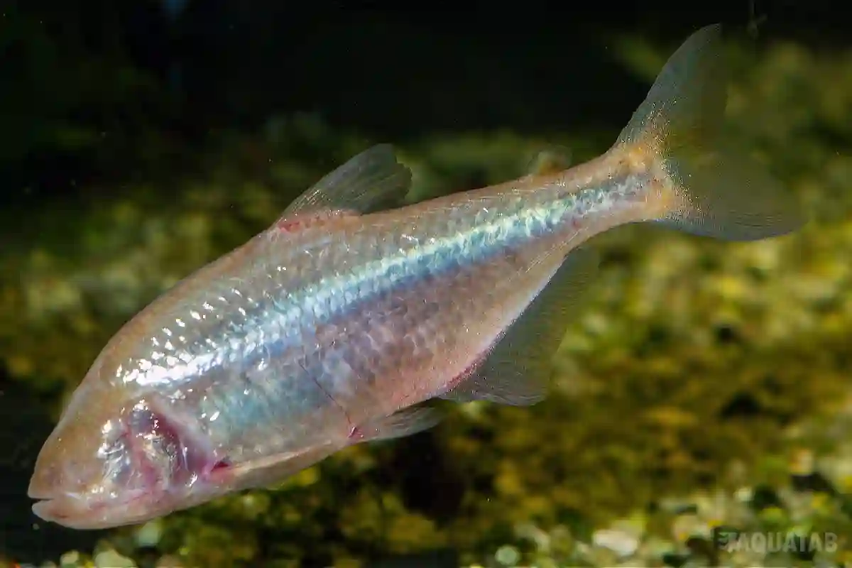 Fotografie druhu Astyanax jordani