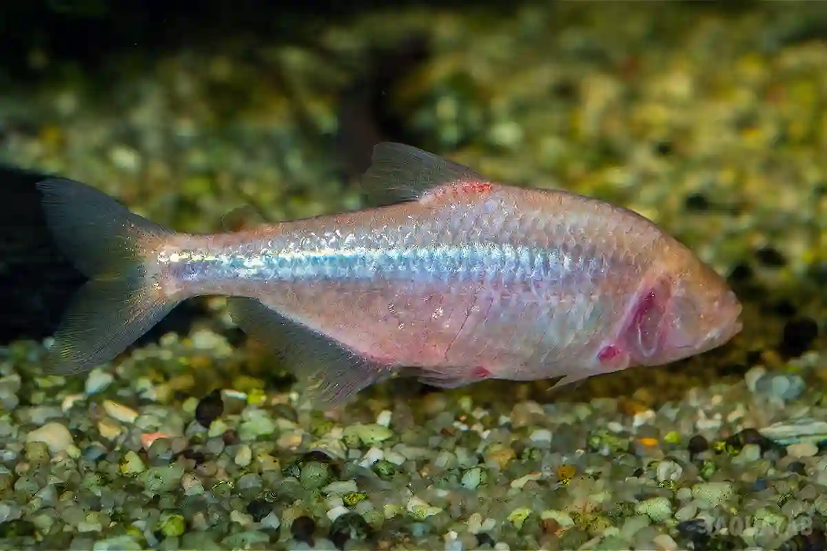 Fotografie druhu Astyanax jordani