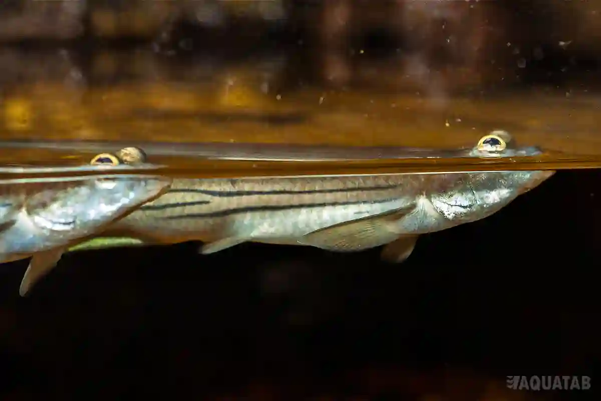 Fotografie druhu Anableps anableps