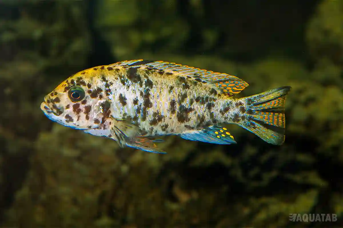 Fotografie druhu Maylandia zebra OB