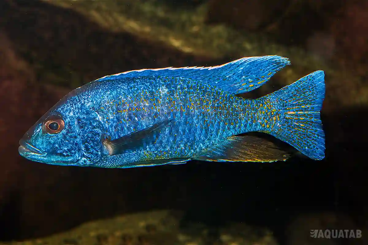 Fotografie druhu Sciaenochromis fryeri