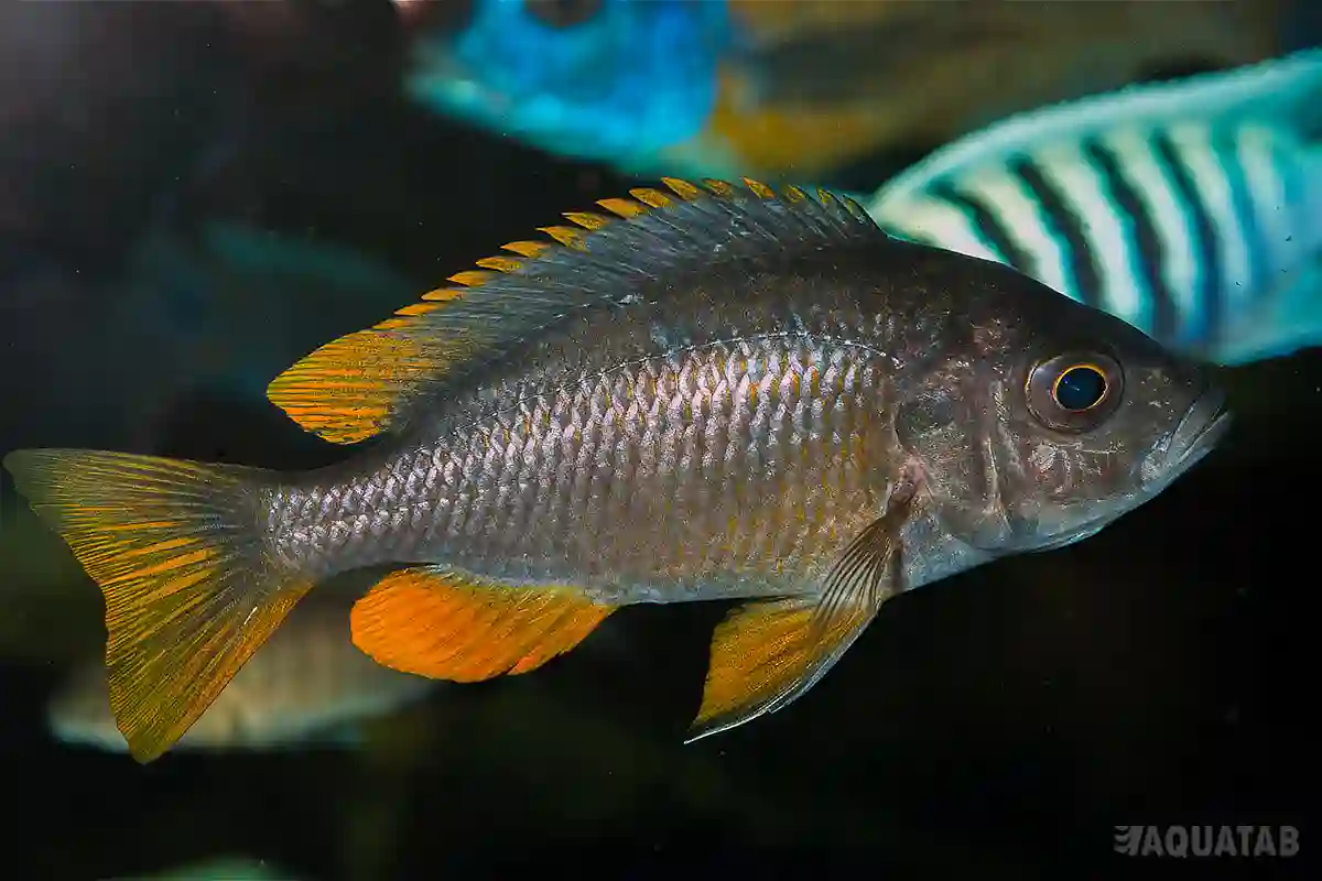 Fotografie druhu Copadichromis borleyi