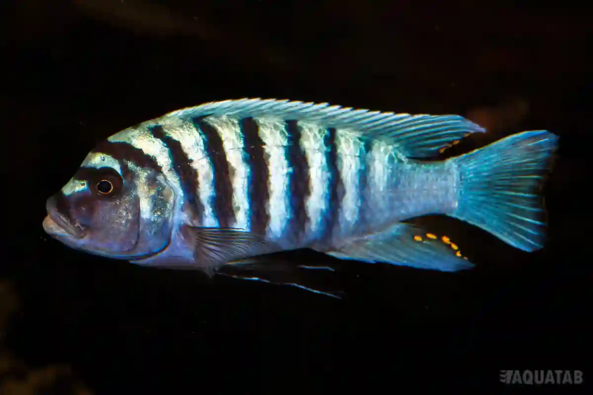 Fotografie druhu Maylandia zebra
