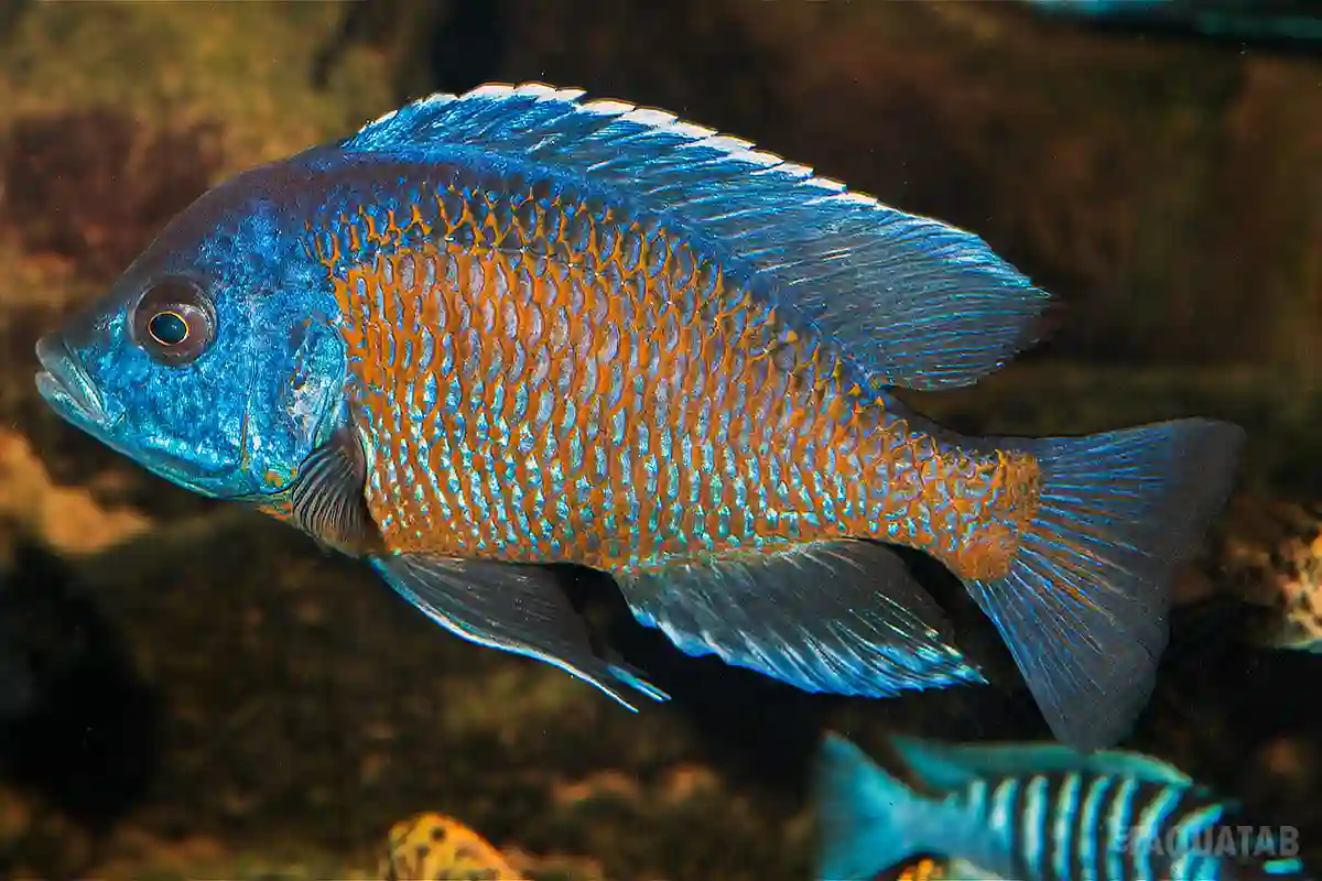 Fotografie druhu Copadichromis borleyi