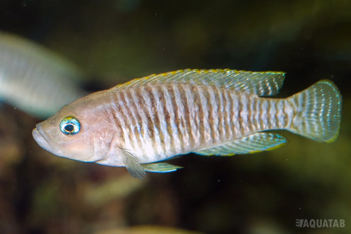 Fotografie druhu Neolamprologus multifasciatus