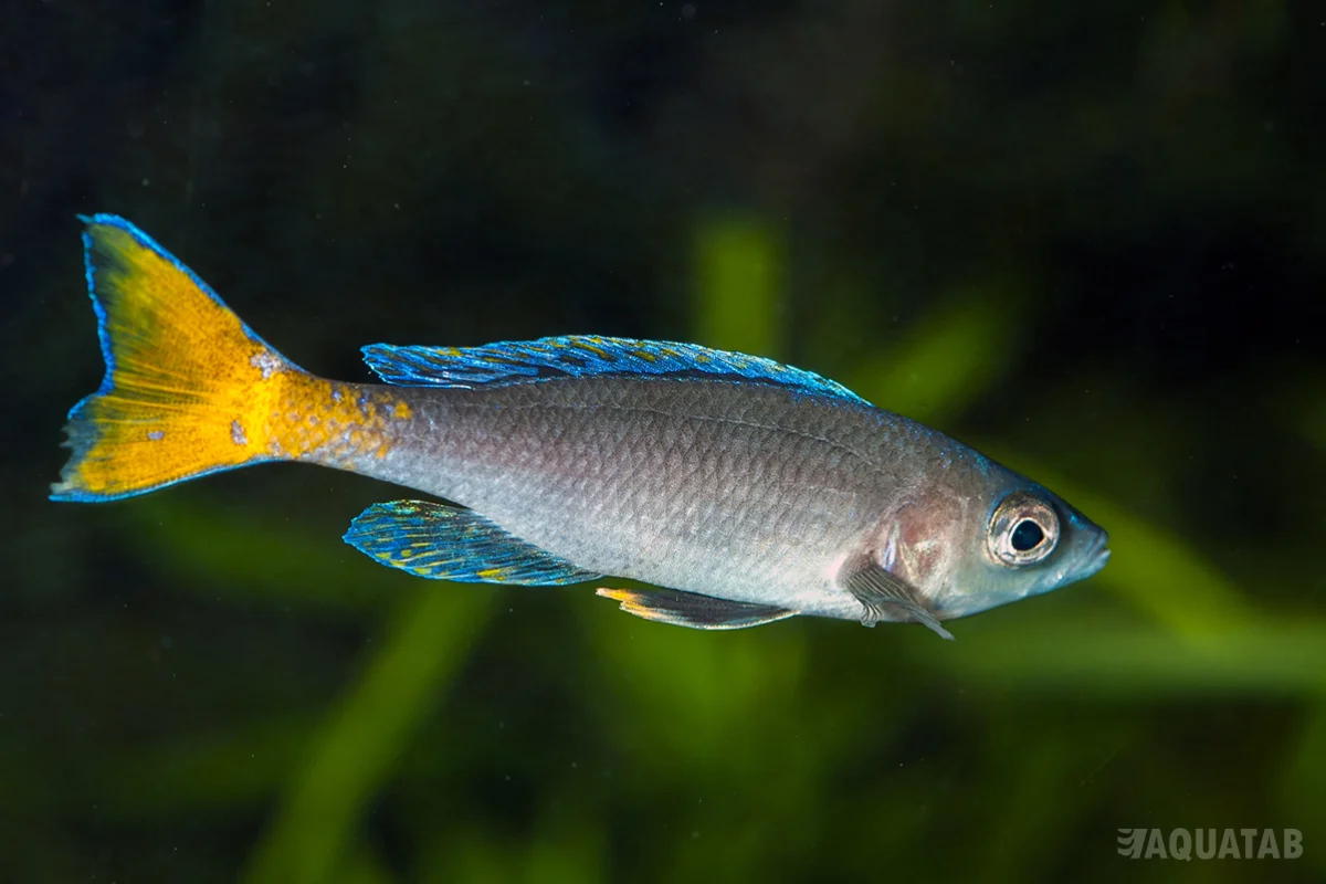 Fotografie druhu Cyprichromis leptosoma