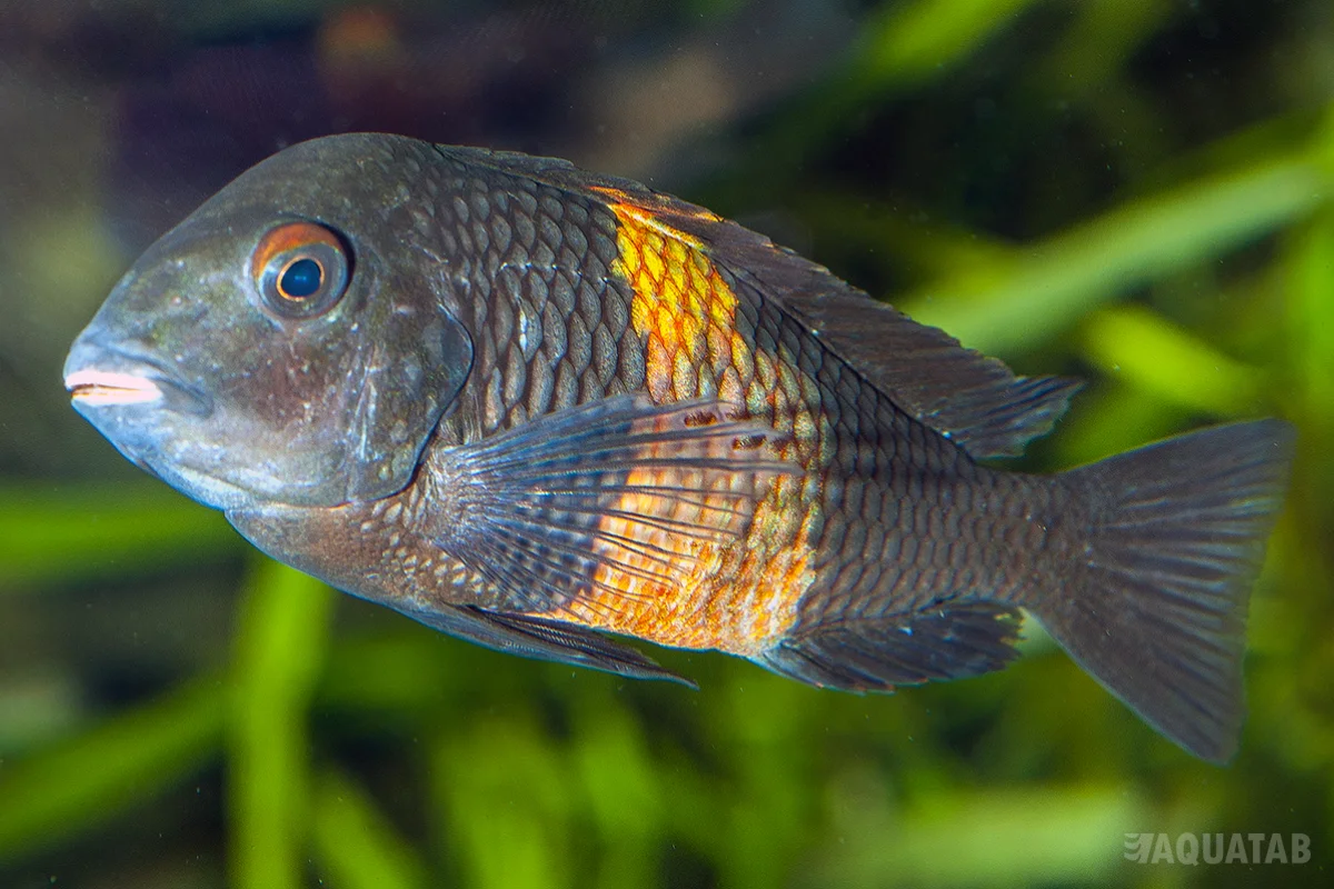 Fotografie druhu Tropheus duboisi