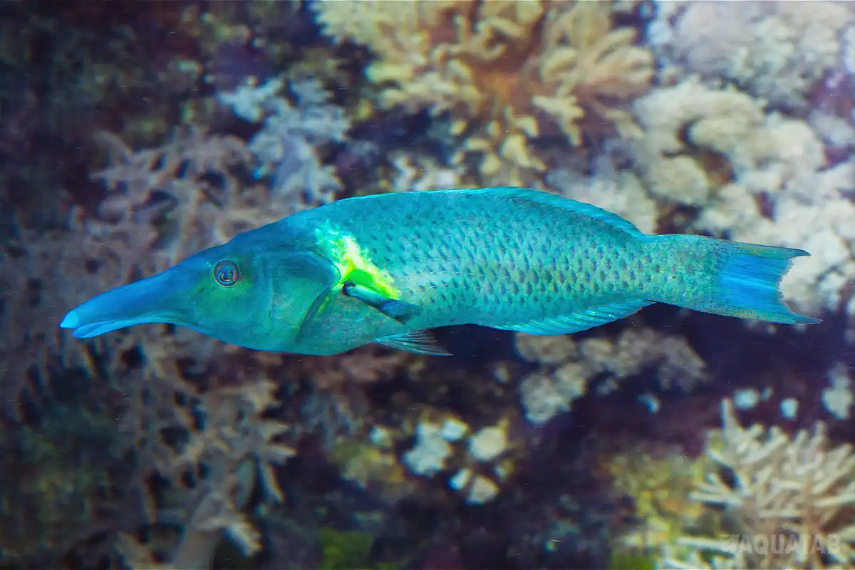 Fotografie druhu Gomphosus caeruleus