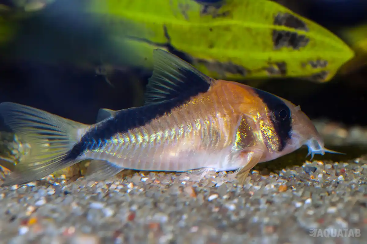 Fotografie druhu Hoplisoma davidsandsi