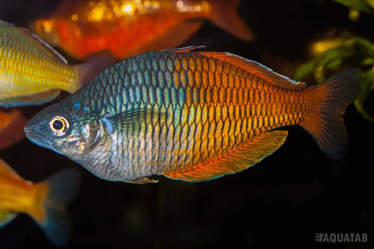 Fotografie druhu Melanotaenia boesemani