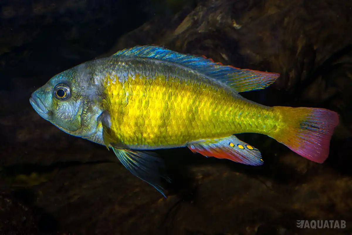 Fotografie druhu Haplochromis sp CH44