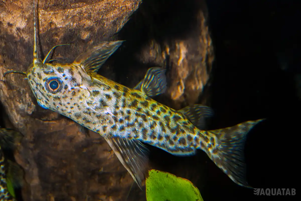 Fotografie druhu Synodontis nigriventris