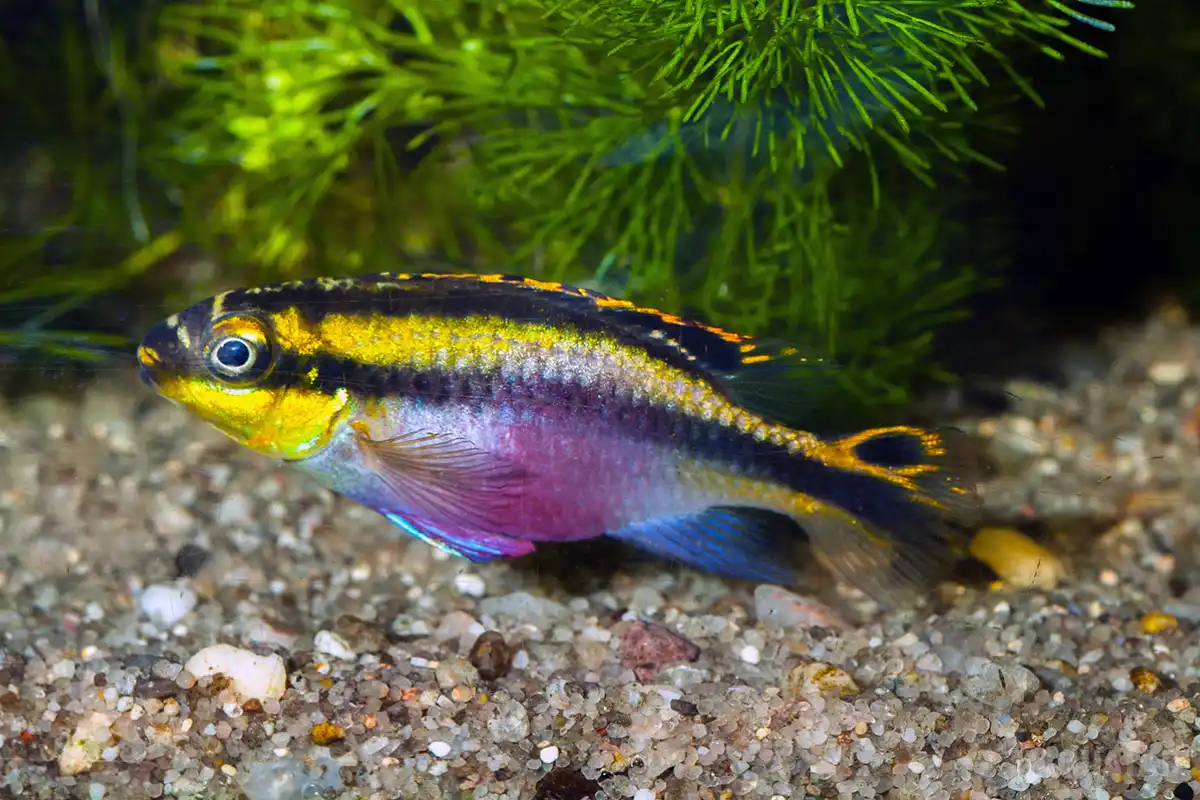 Fotografie druhu Pelvicachromis pulcher