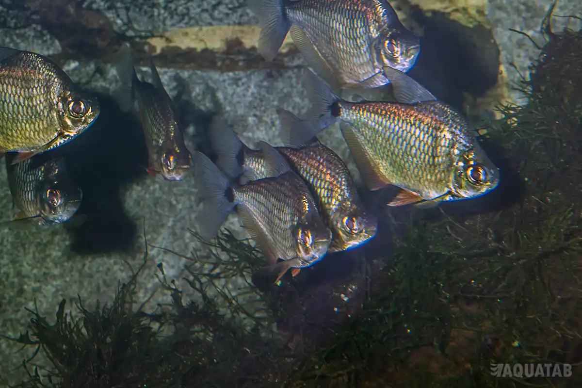 Fotografie druhu Tetragonopterus argenteus