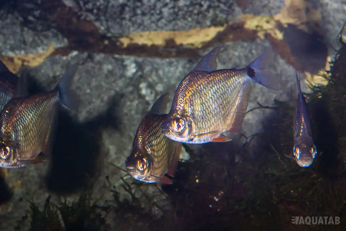 Fotografie druhu Tetragonopterus argenteus