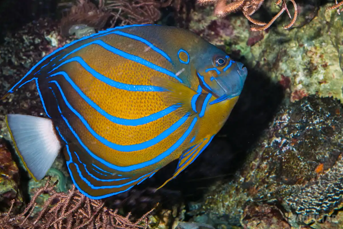 Fotografie druhu Pomacanthus annularis