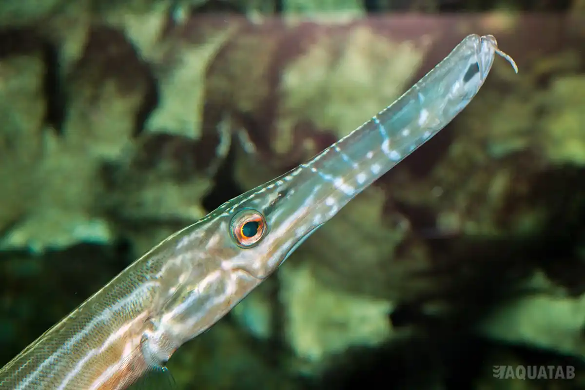 Fotografie druhu Aulostomus chinensis