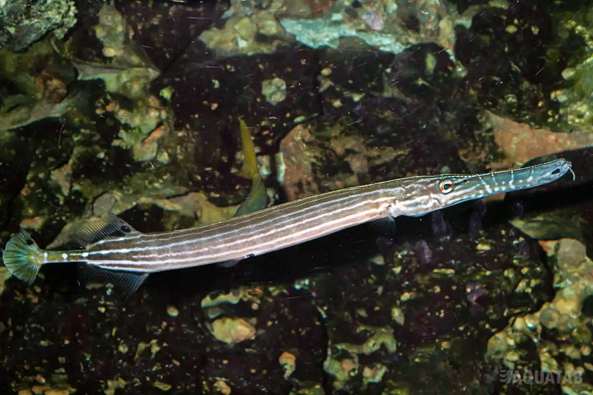 Fotografie druhu Aulostomus chinensis