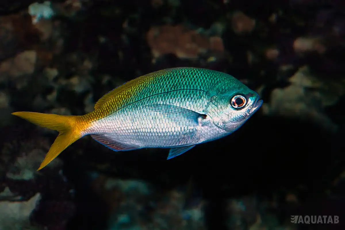 Fotografie druhu Caesio cuning