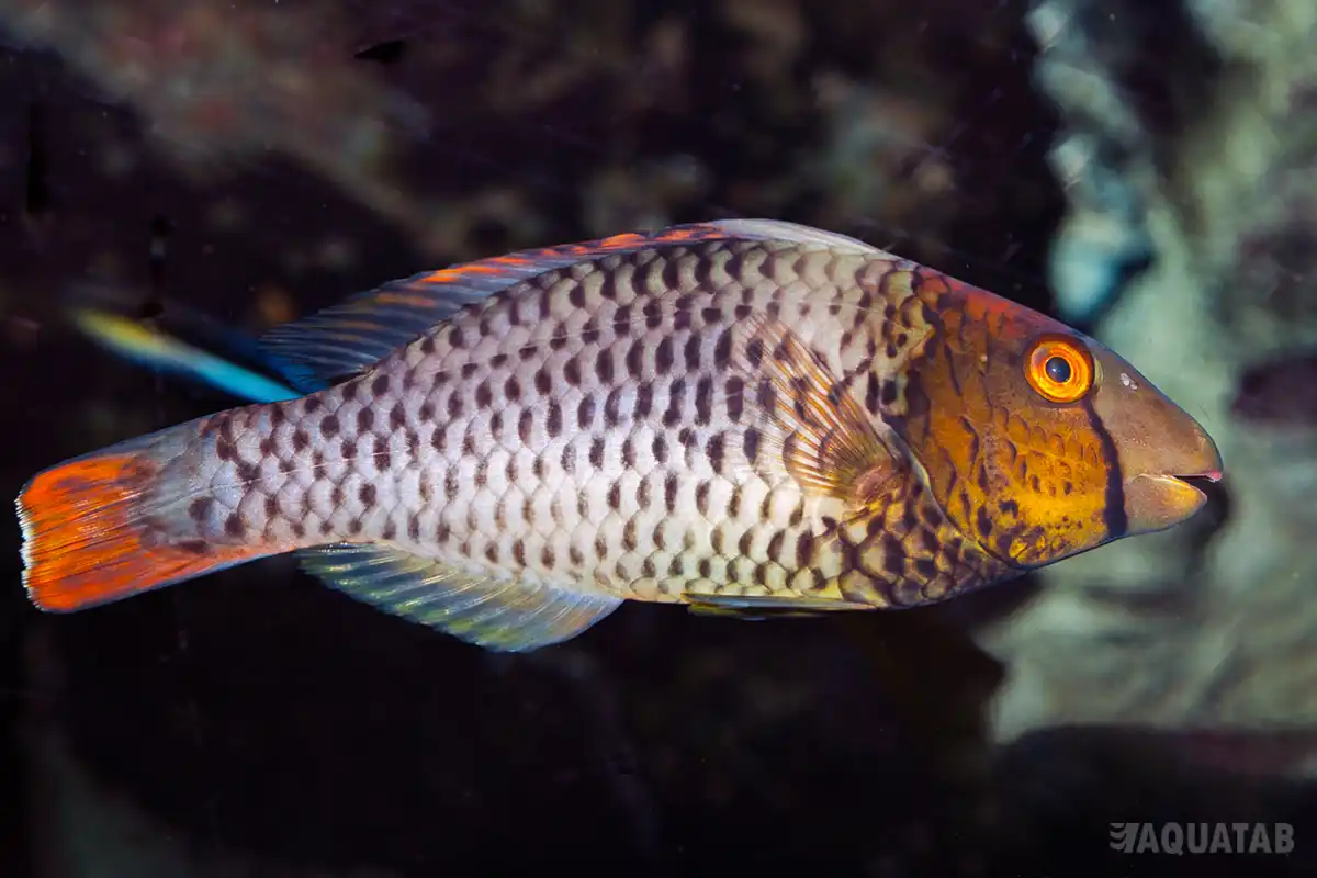 Fotografie druhu Cetoscarus bicolor