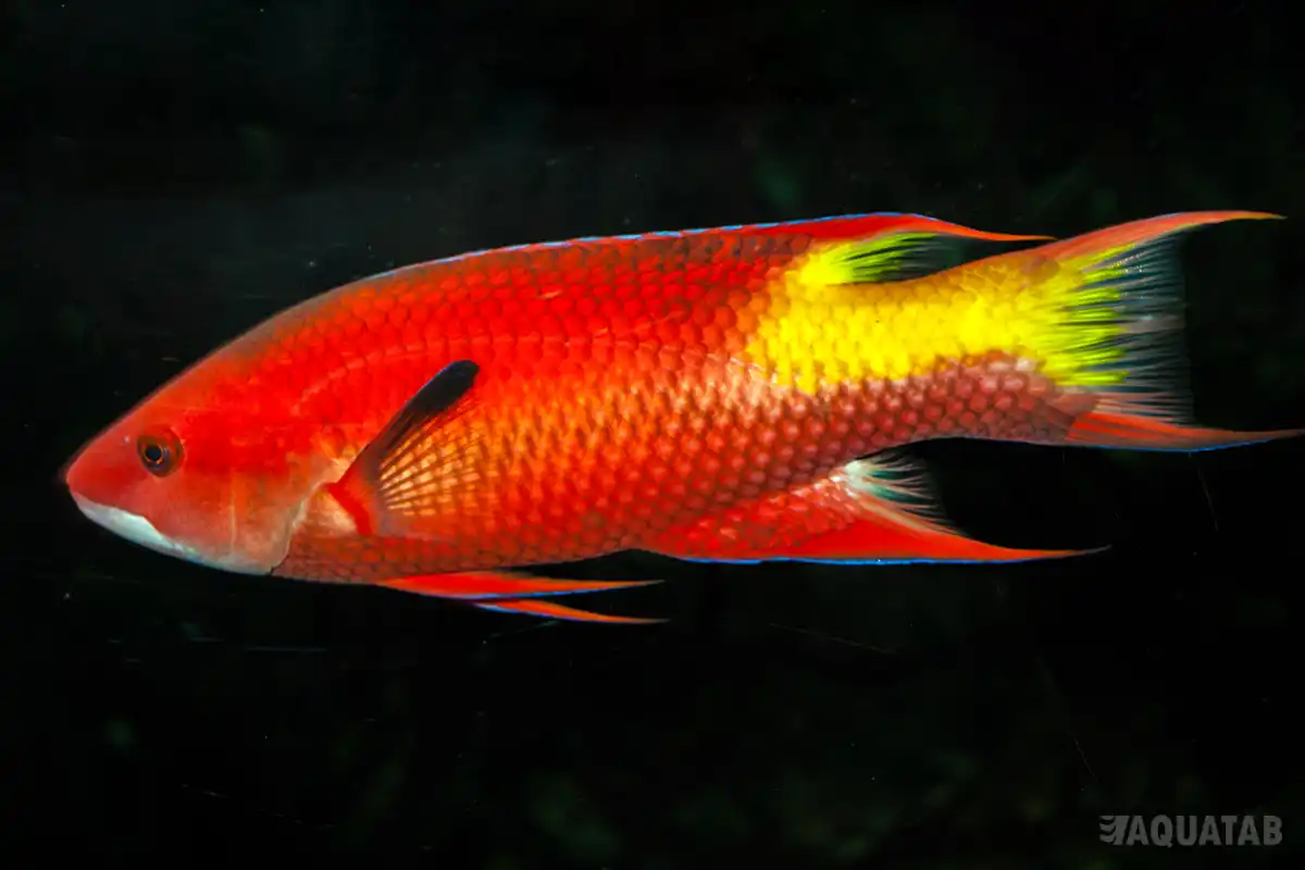 Fotografie druhu Bodianus pulchellus