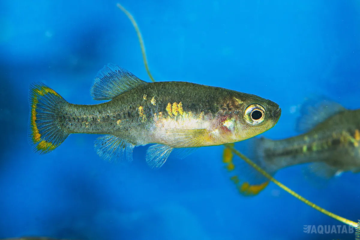 Fotografie druhu Zoogoneticus tequila