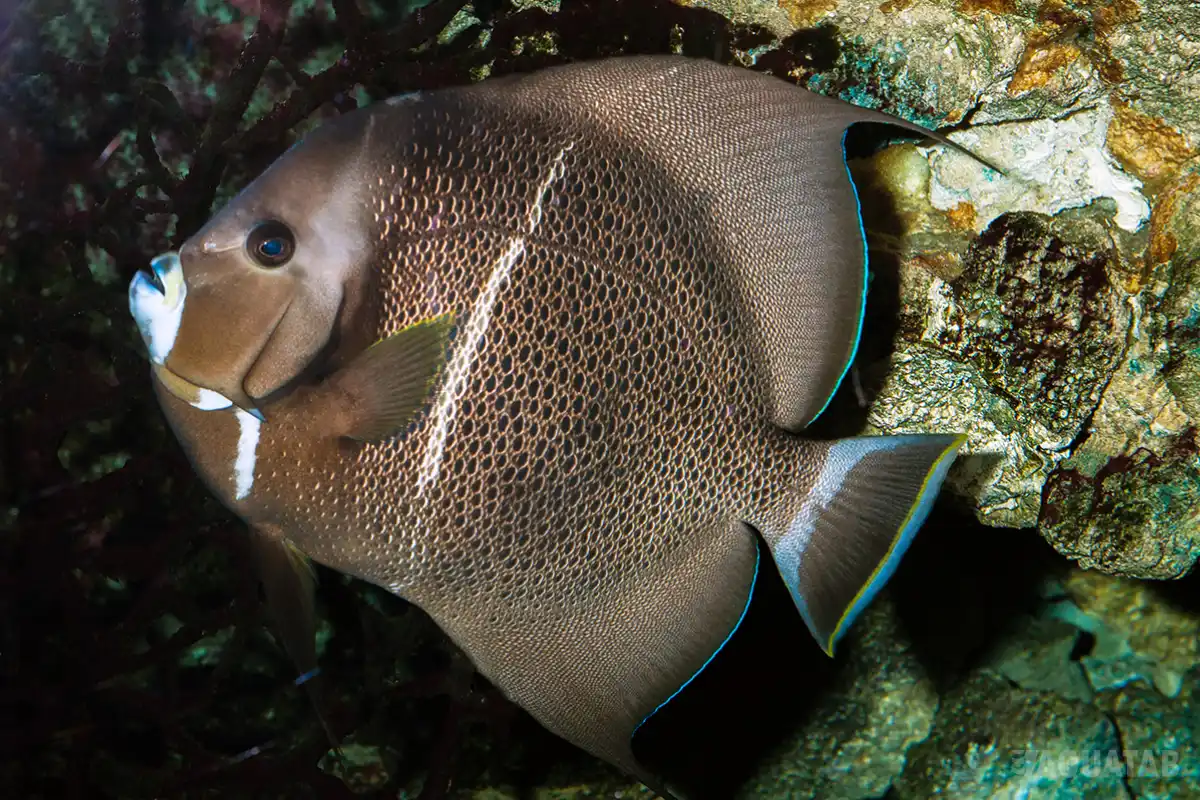 Fotografie druhu Pomacanthus arcuatus