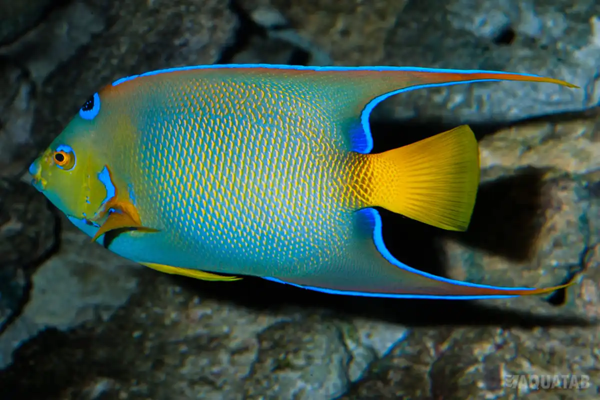 Fotografie druhu Holacanthus ciliaris