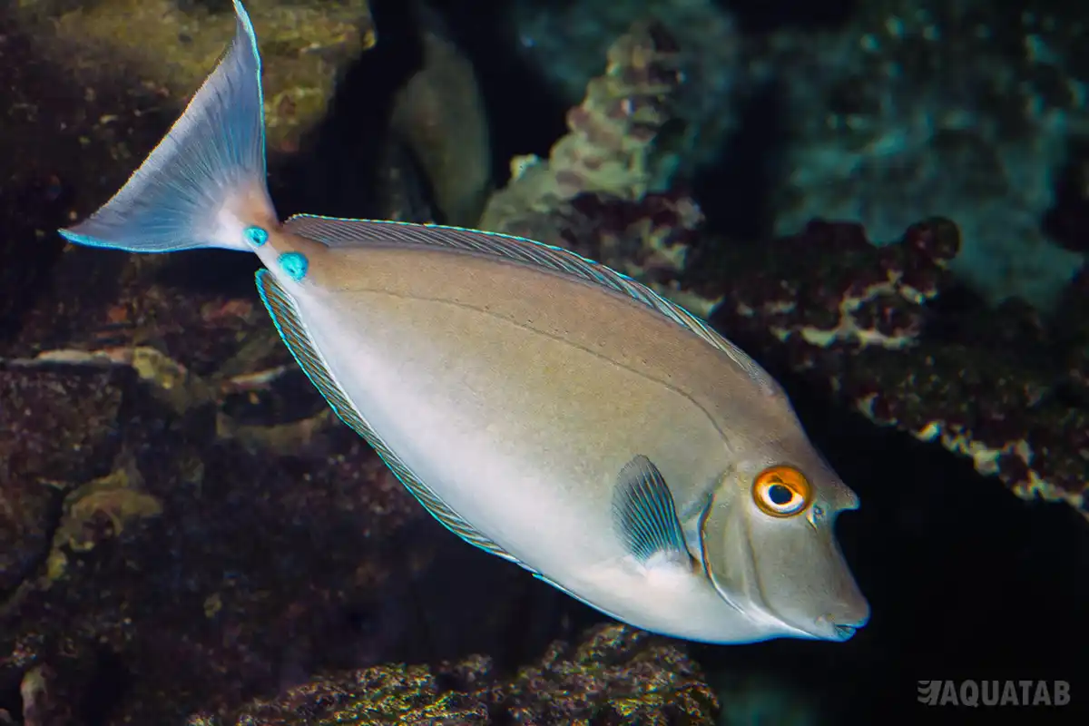 Fotografie druhu Naso unicornis