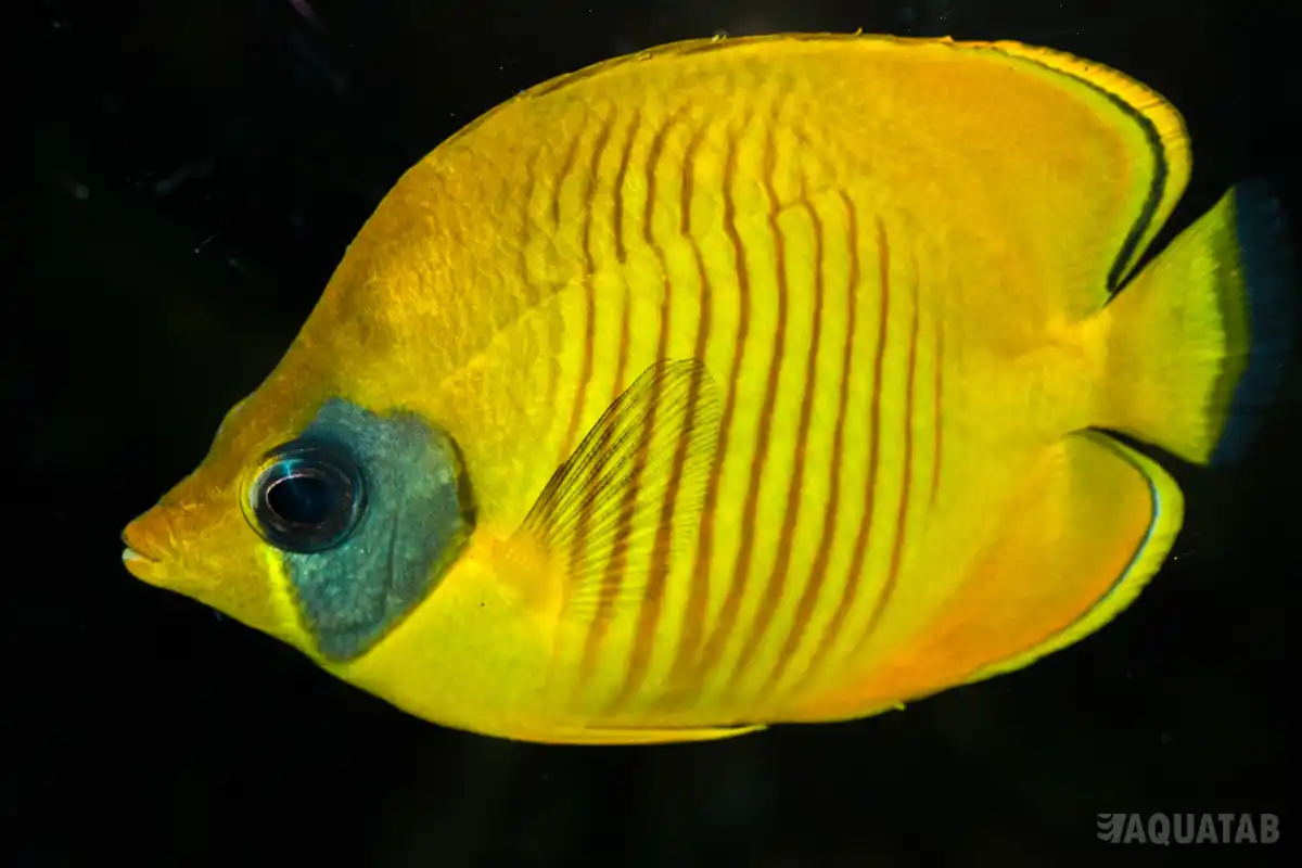 Fotografie druhu Chaetodon semilarvatus