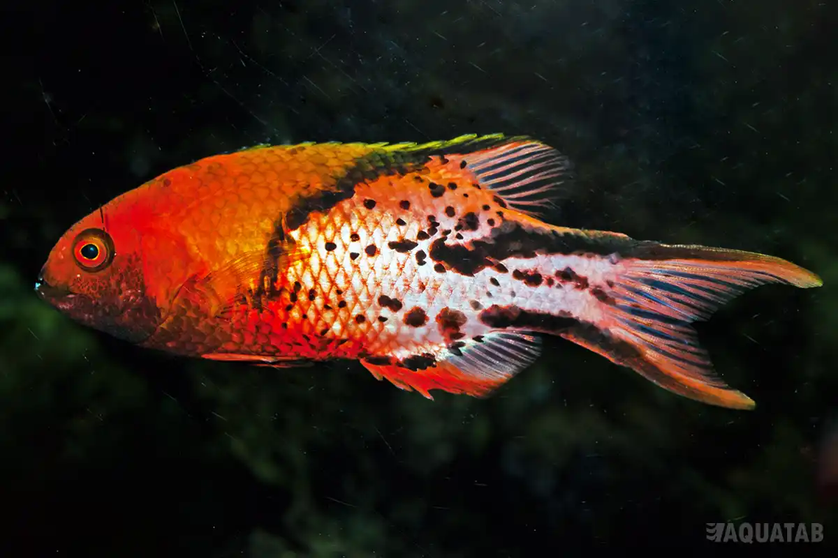 Fotografie druhu Bodianus anthioides