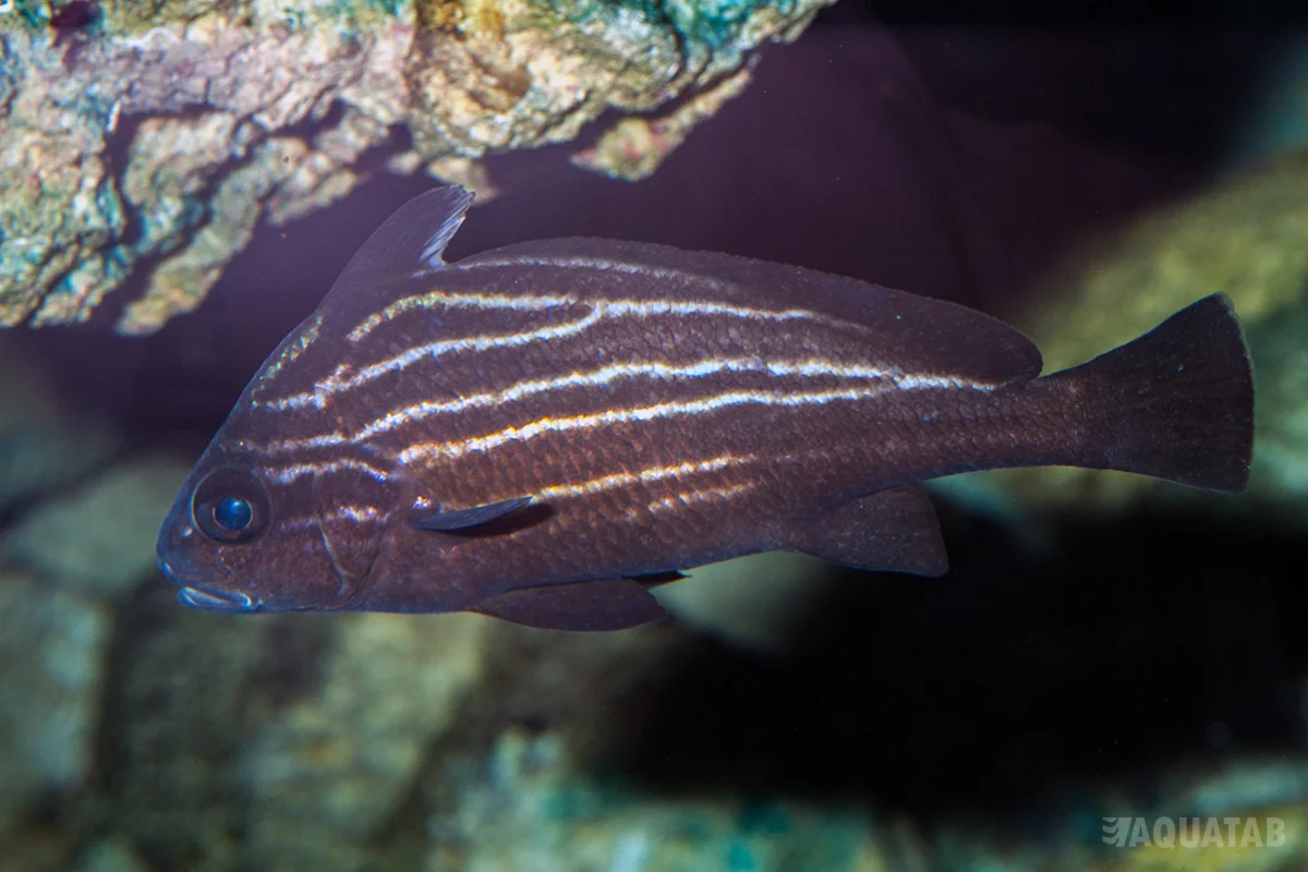 Fotografie druhu Pareques acuminatus