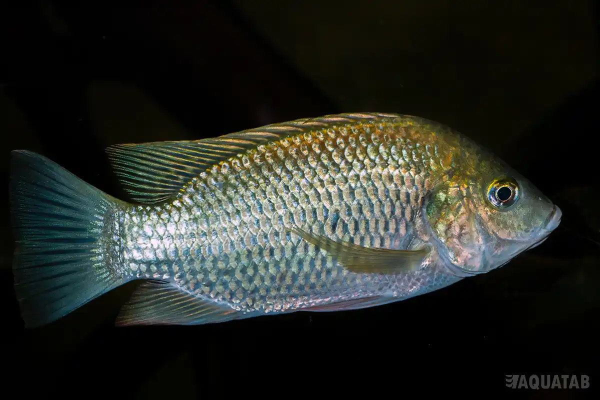 Fotografie druhu Sarotherodon galilaeus