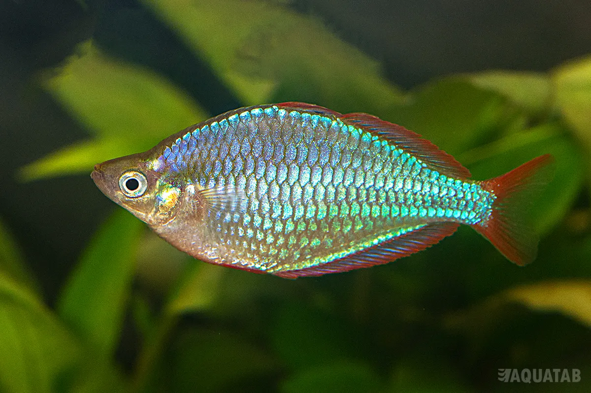 Fotografie druhu Melanotaenia praecox