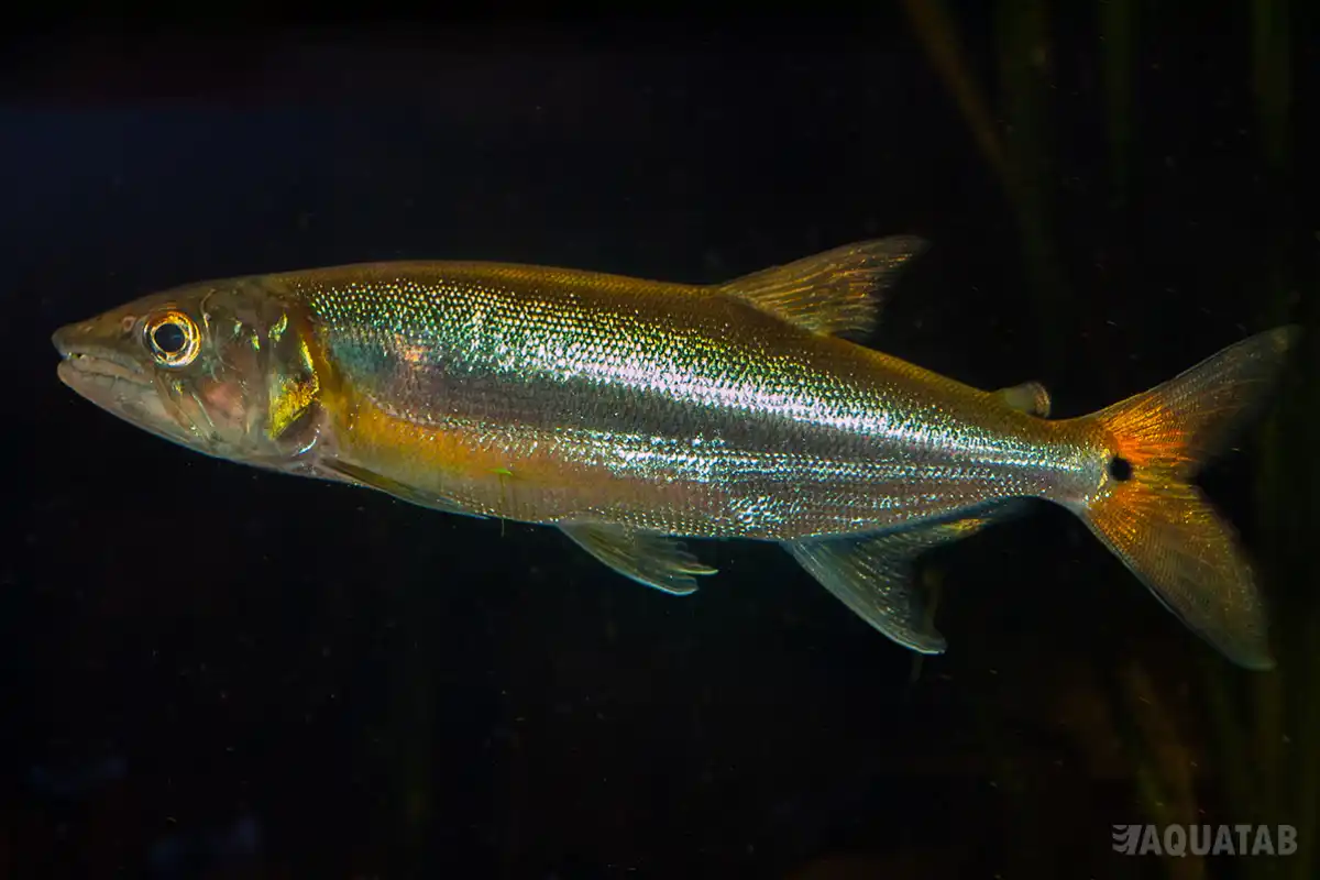 Fotografie druhu Acestrorhynchus altus