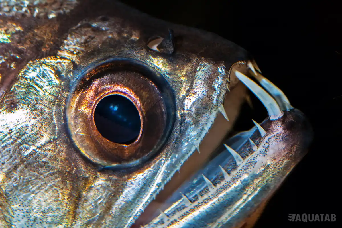 Fotografie druhu Hydrolycus scomberoides