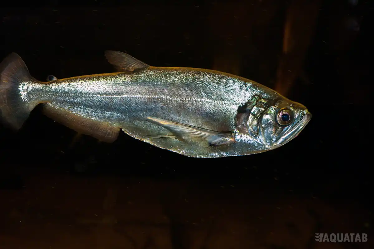 Fotografie druhu Hydrolycus scomberoides