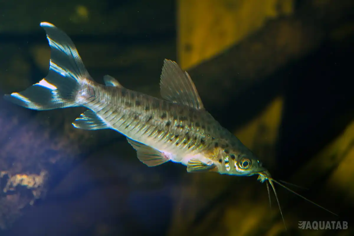 Fotografie druhu Dianema urostriatum