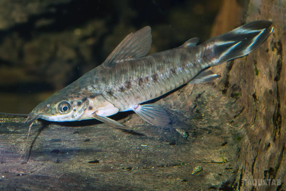 Fotografie druhu Dianema urostriatum