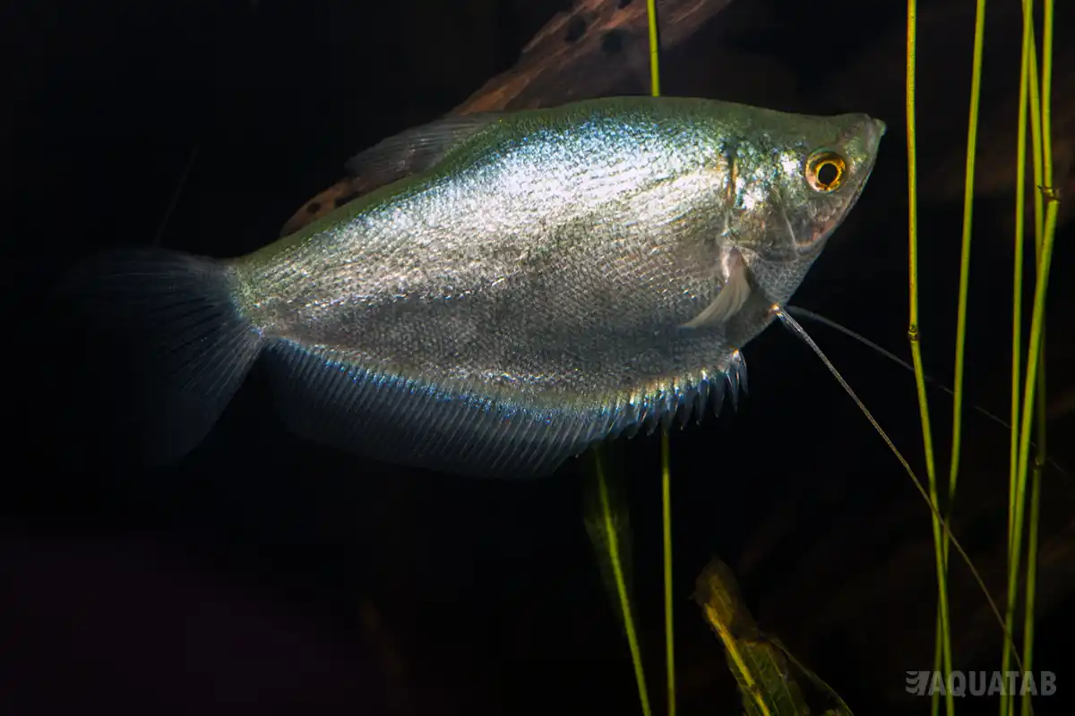 Fotografie druhu Trichopodus microlepis