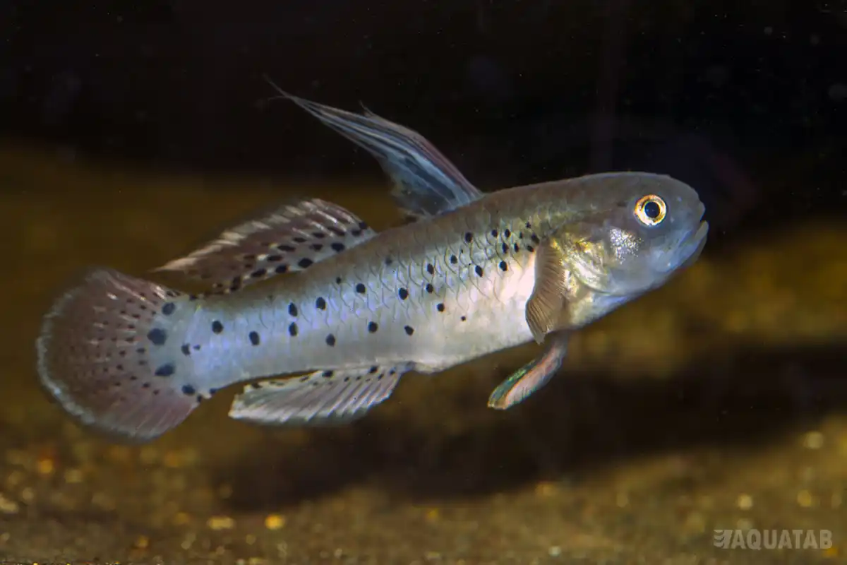 Fotografie druhu Stigmatogobius sadanundio
